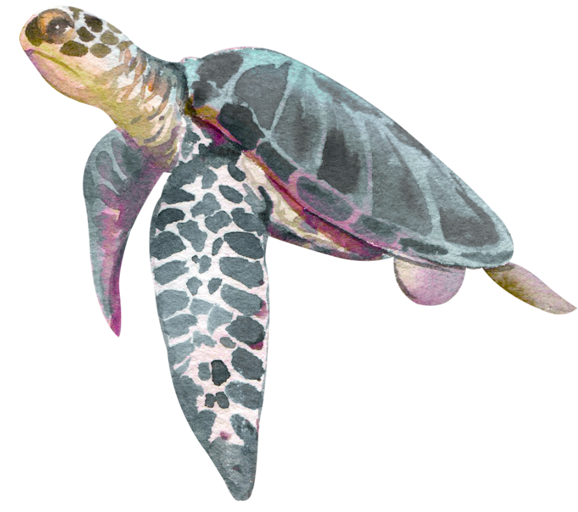 Tartaruga mascote Remar Limpar Ensinar
